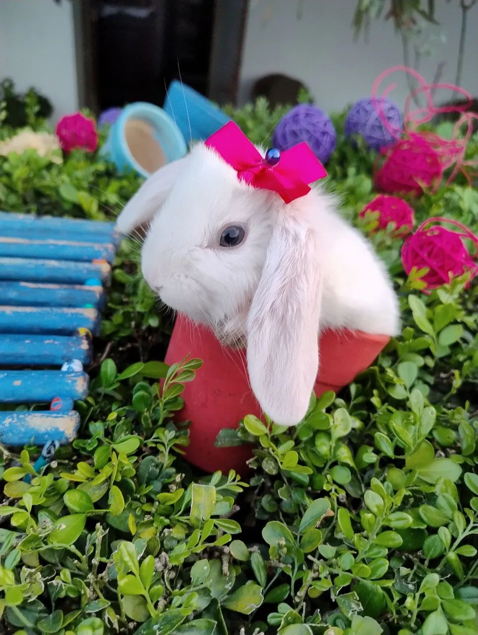 Coelho Mini lop disponível  - Foto 2