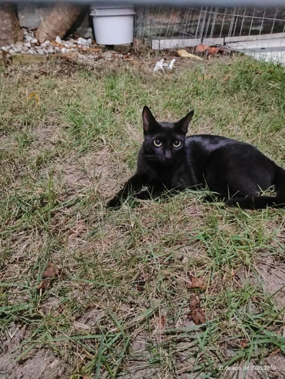 Gata mansa e castrada - Foto 5
