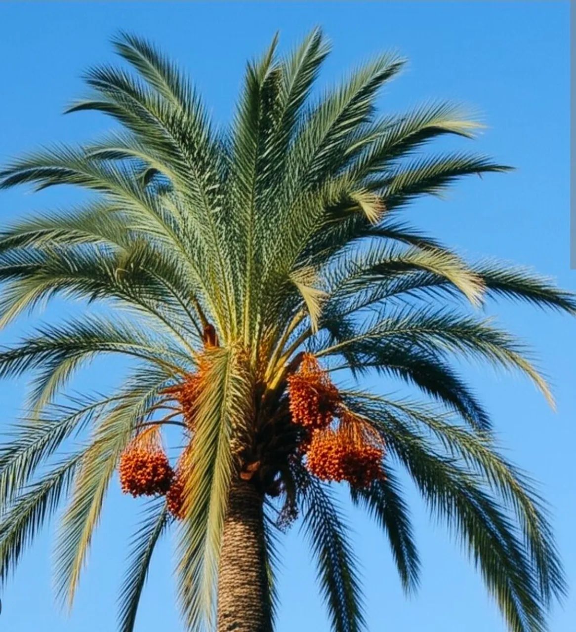 Rara Tâmara mudas fruto palmeira - Foto 3