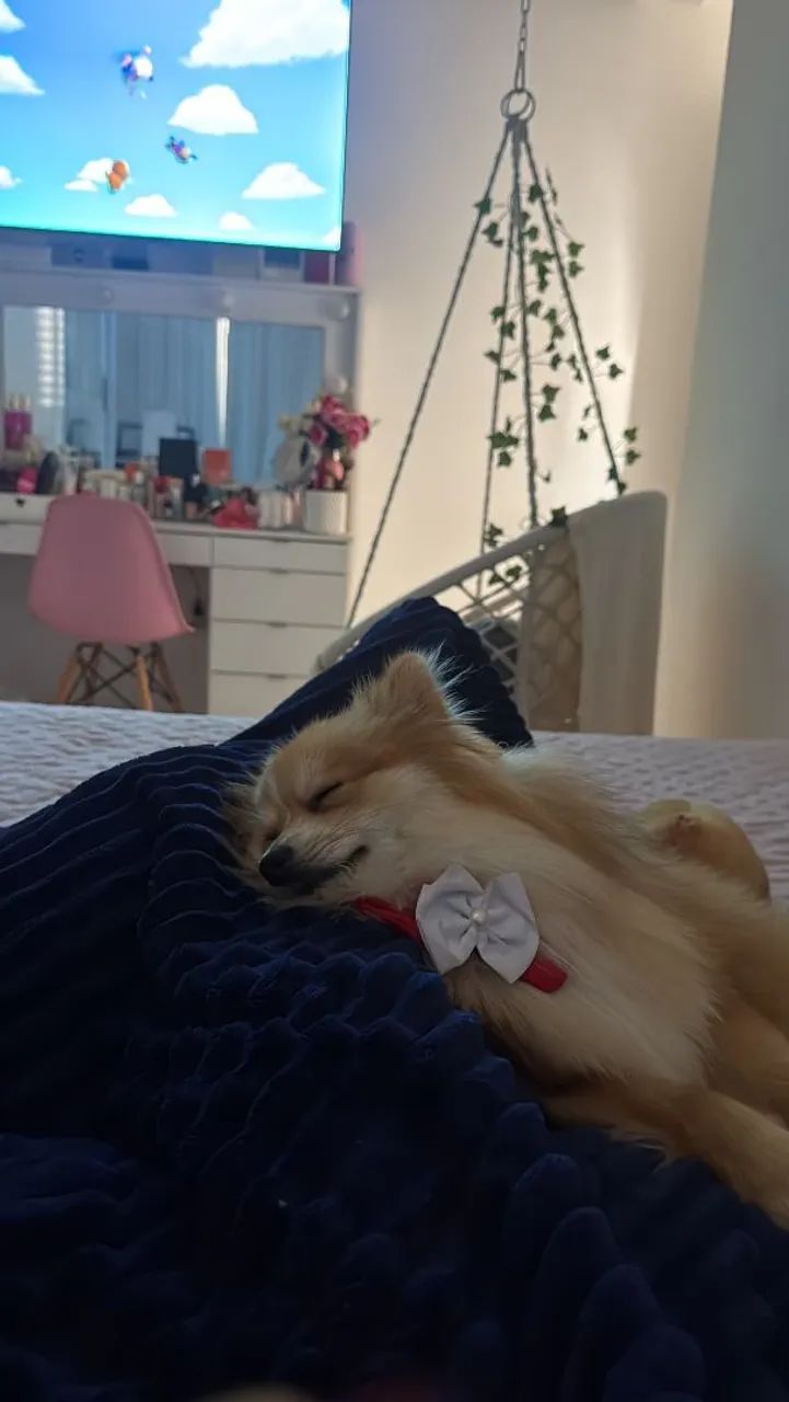 Vendo cachorro Spitz alemão  - Foto 4
