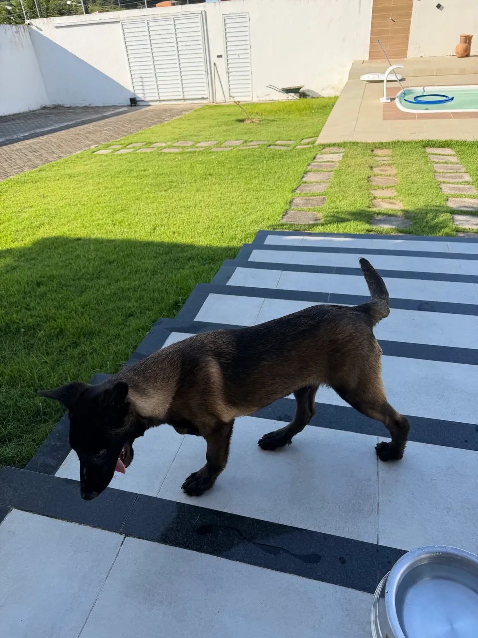 Pastor Belga Malinois - Macho com Pedigree CBKC - Foto 5