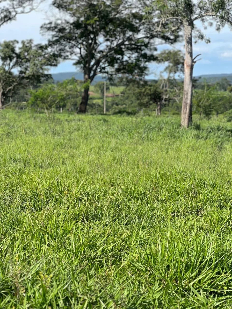  26 alqueires  em jaraguá-go  - Foto 5