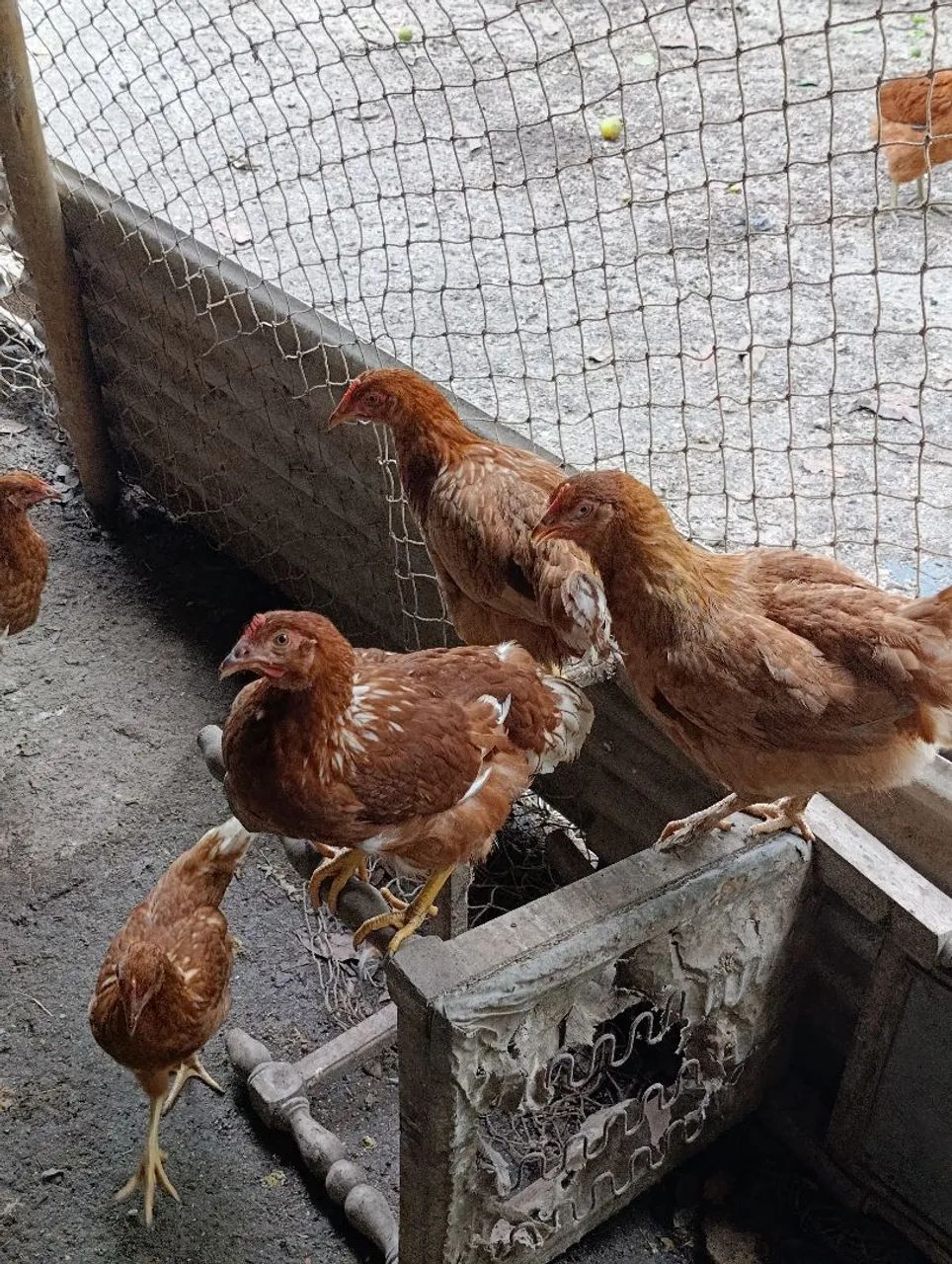 Frangas e galos  - Foto 5