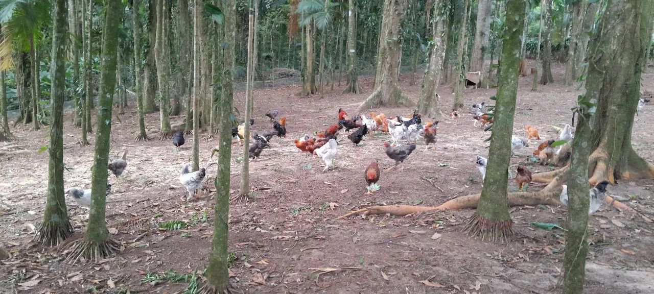 Vende-se galinhas e galos  - Foto 2