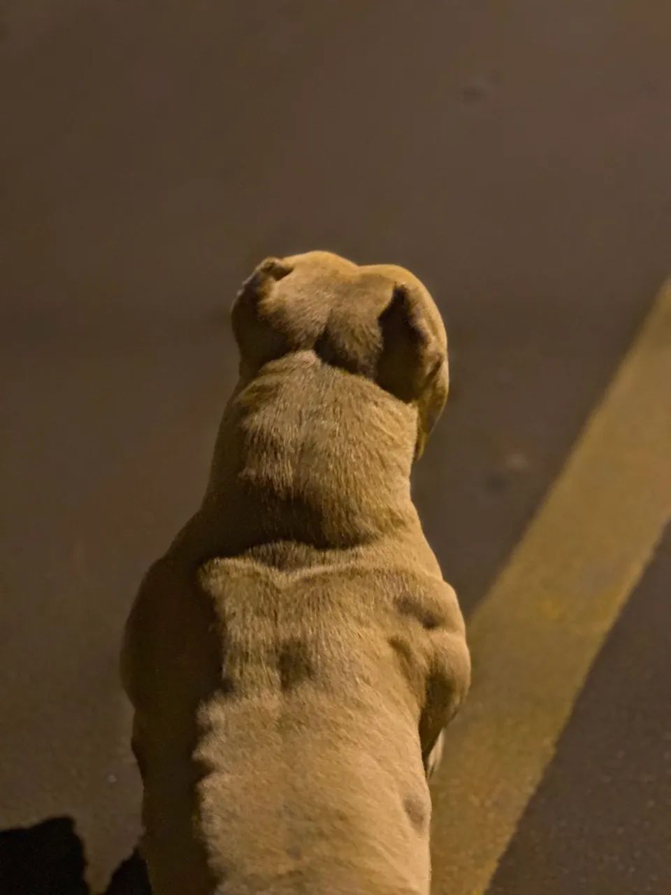American Bully Micro - Foto 5