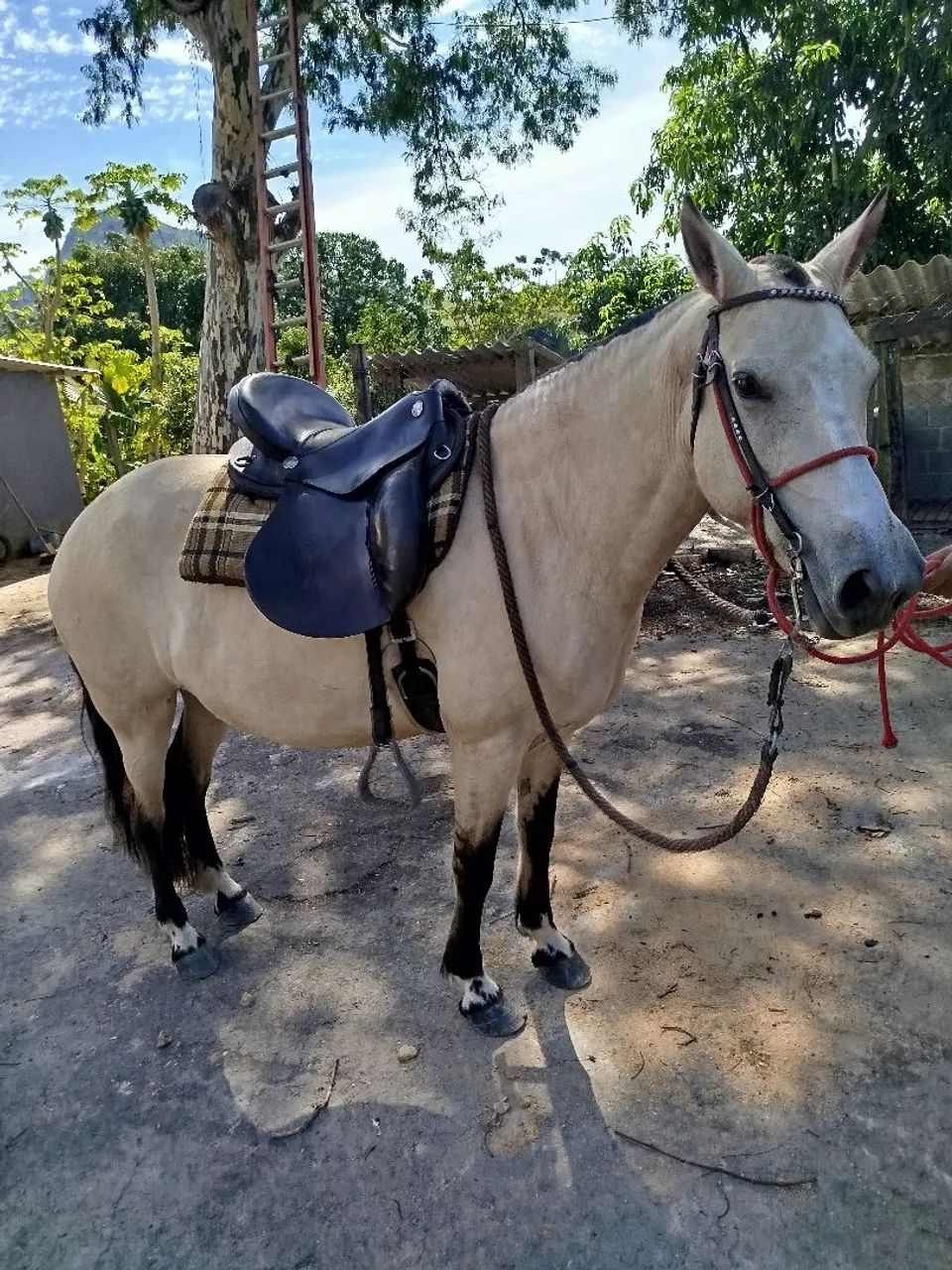 Égua Baia  - Foto 3