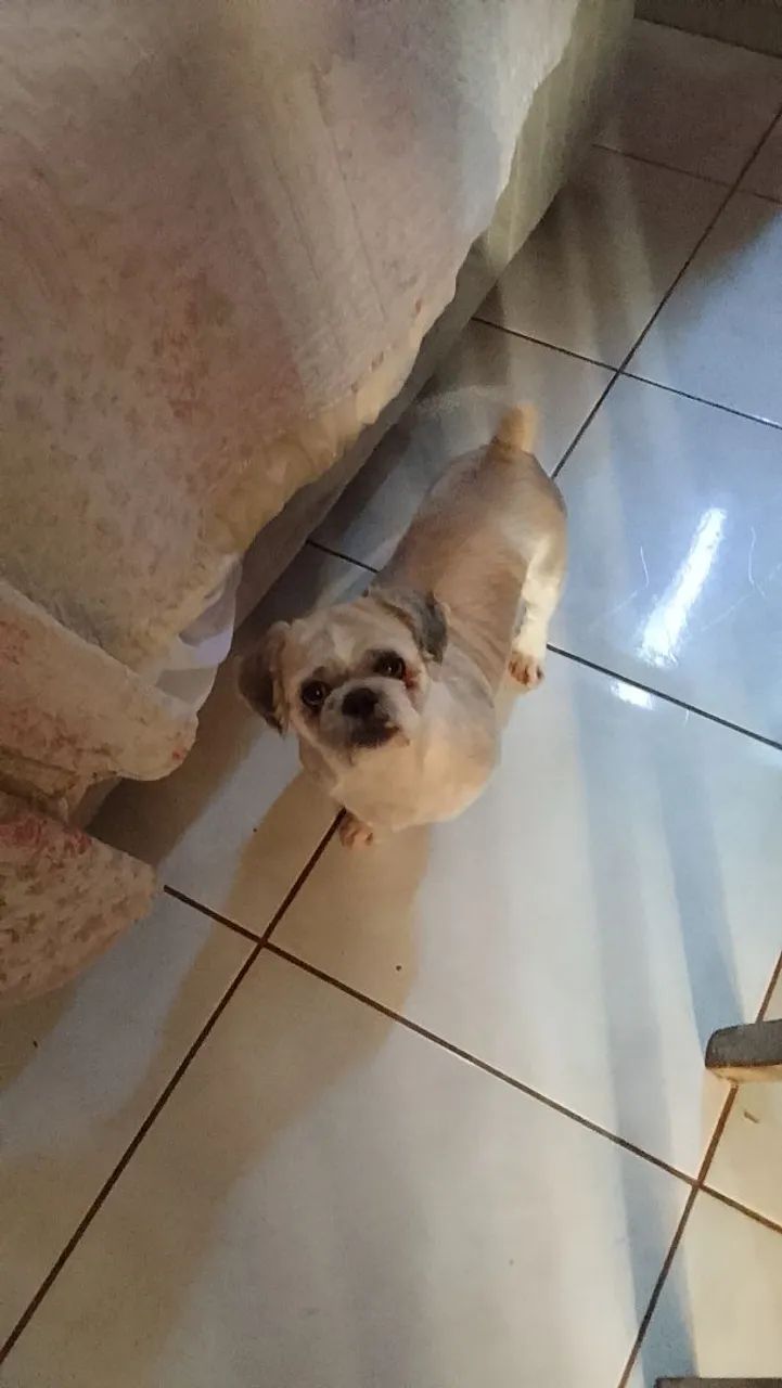 Shitzu  - Foto 3