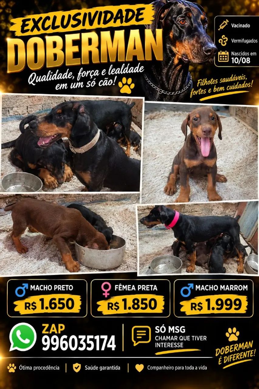 Filhotes Dobermann 