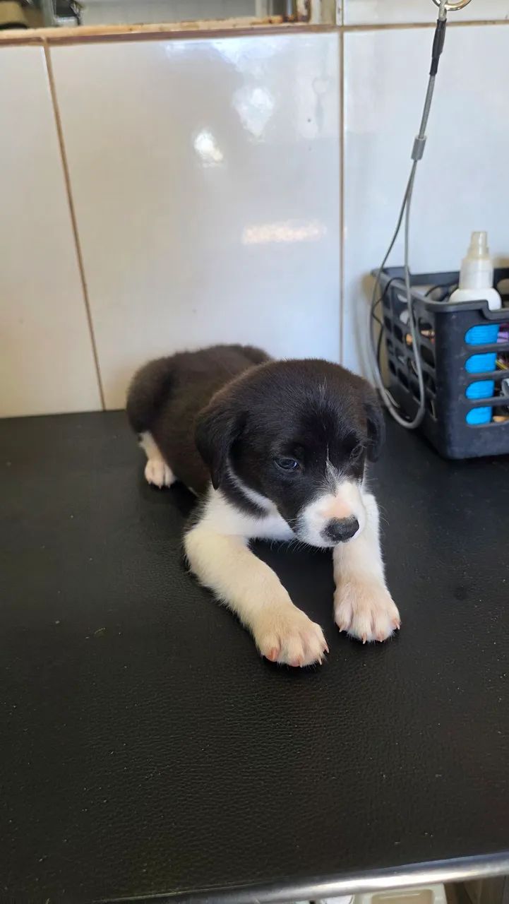 Border collie filhotes - Foto 4