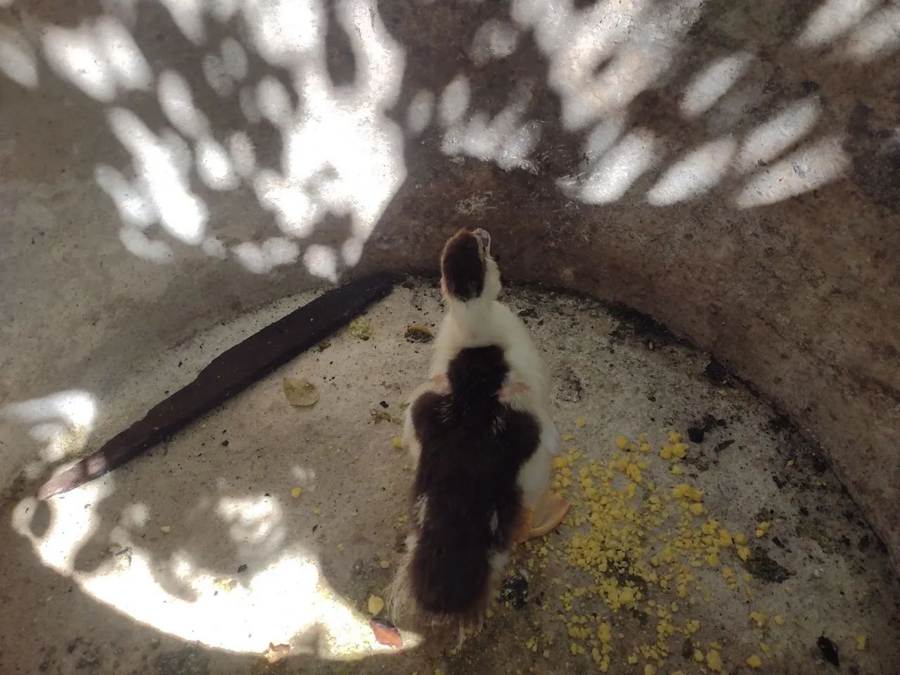 Pato - Foto 2