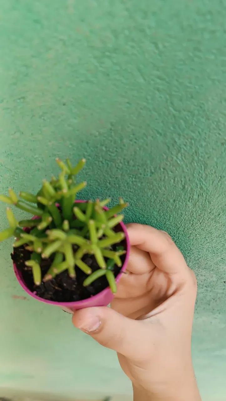 Suculentas plantas  - Foto 3