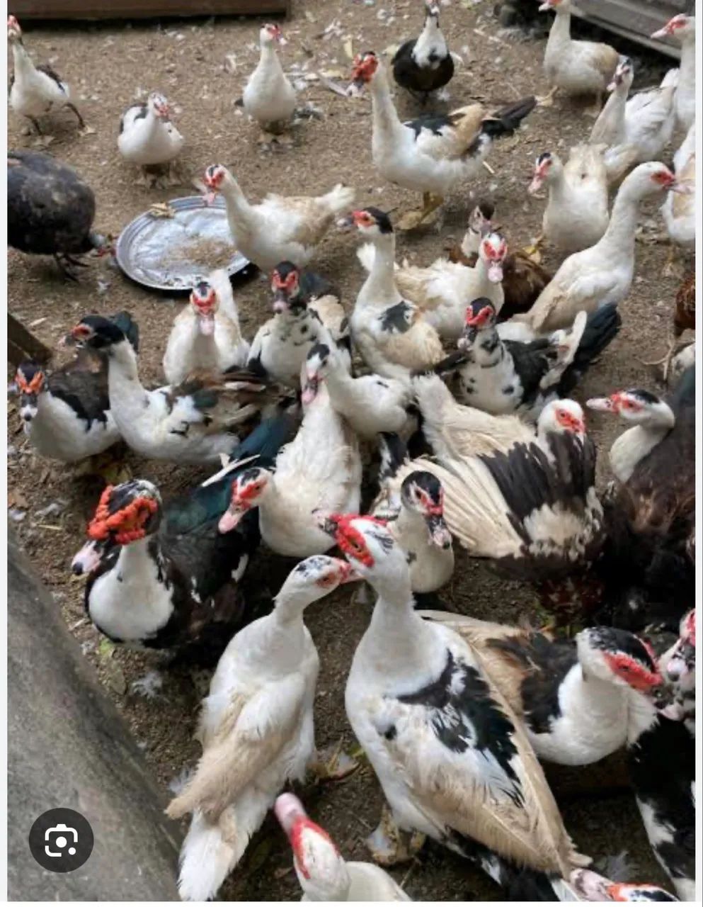 VENDO PATOS SO HJ