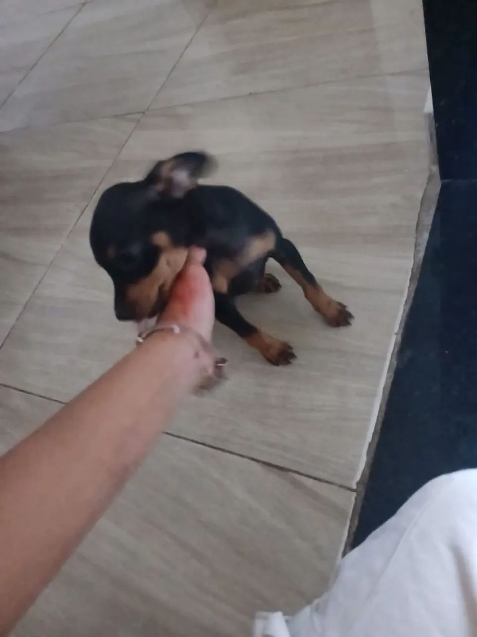 Pincher 0 - Foto 2