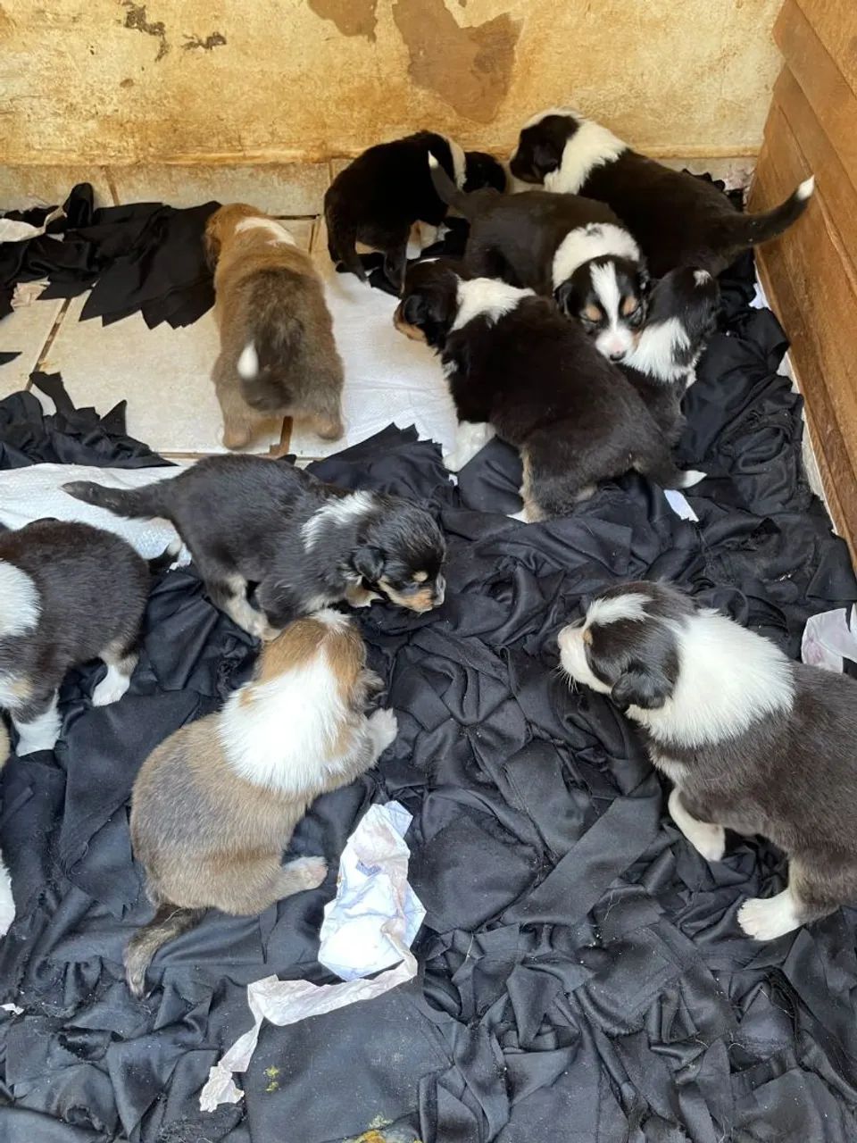 Collie - Foto 5