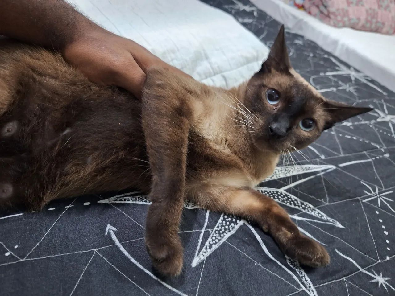 Doação de gato "sialata"