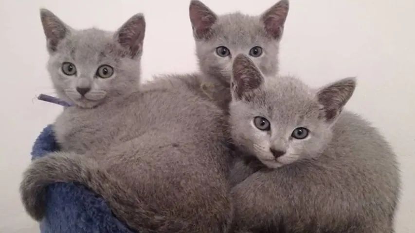 Azul Russo (Russian Blue) 