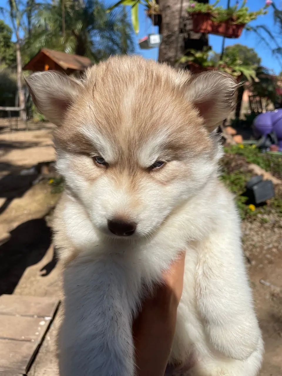 LINDOS FILHOTES DE HUSKY WOOLY - Foto 4