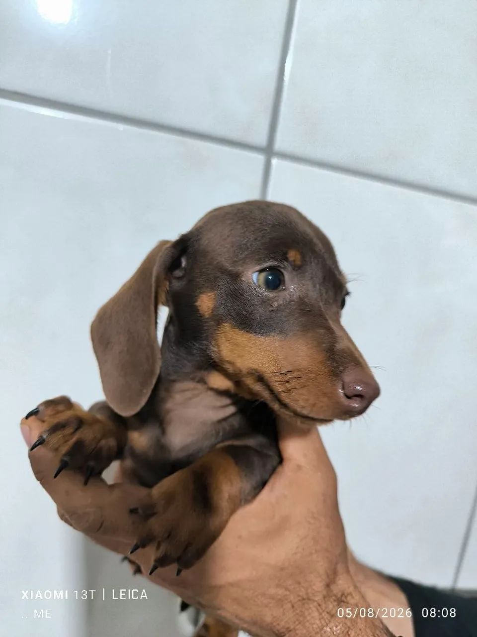 Mofadinho, Cofap , teckel - Foto 4