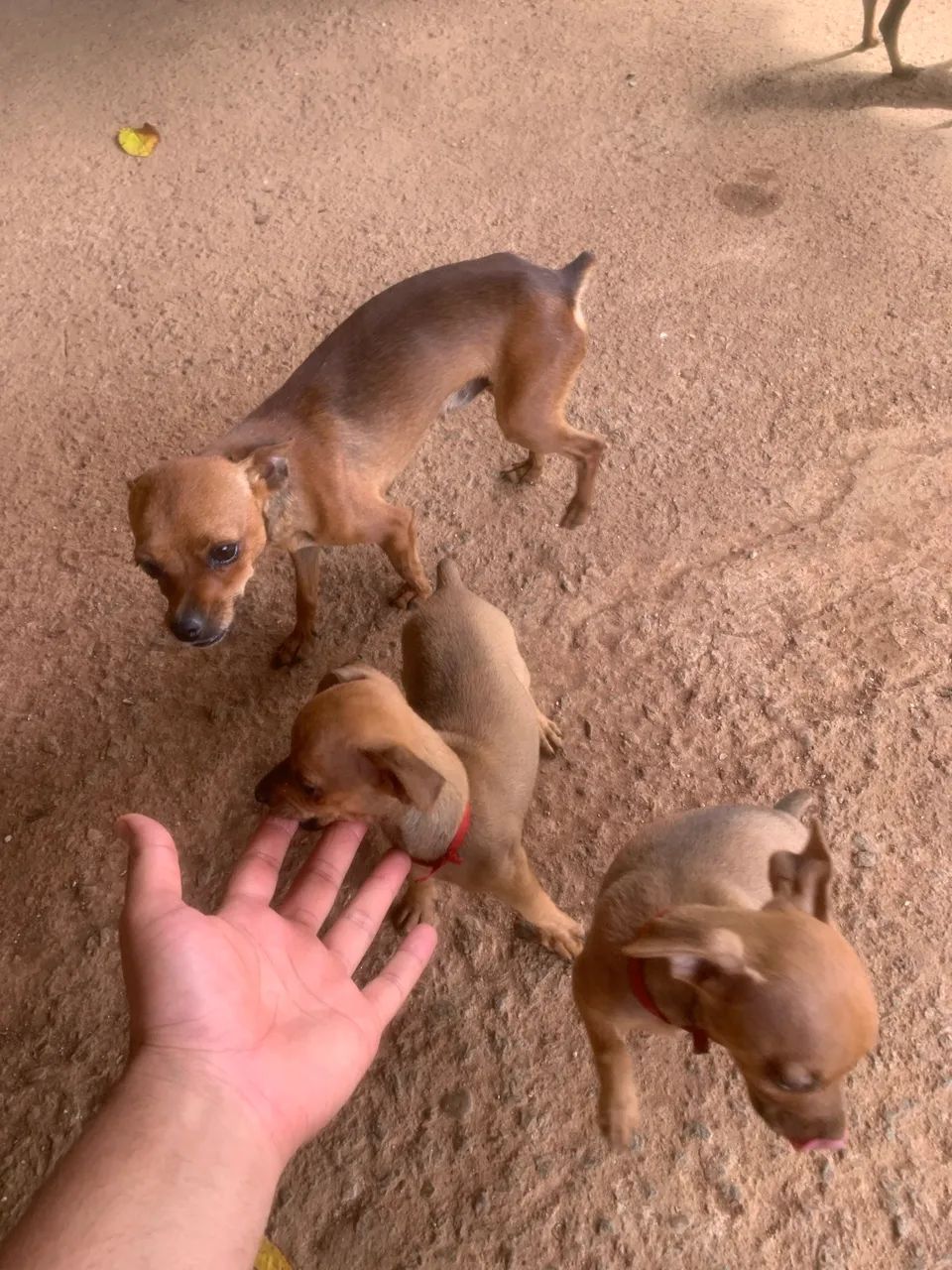 Pinscher - Foto 3