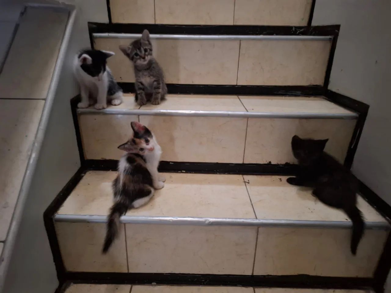 Adoção responsável de gatinhos 