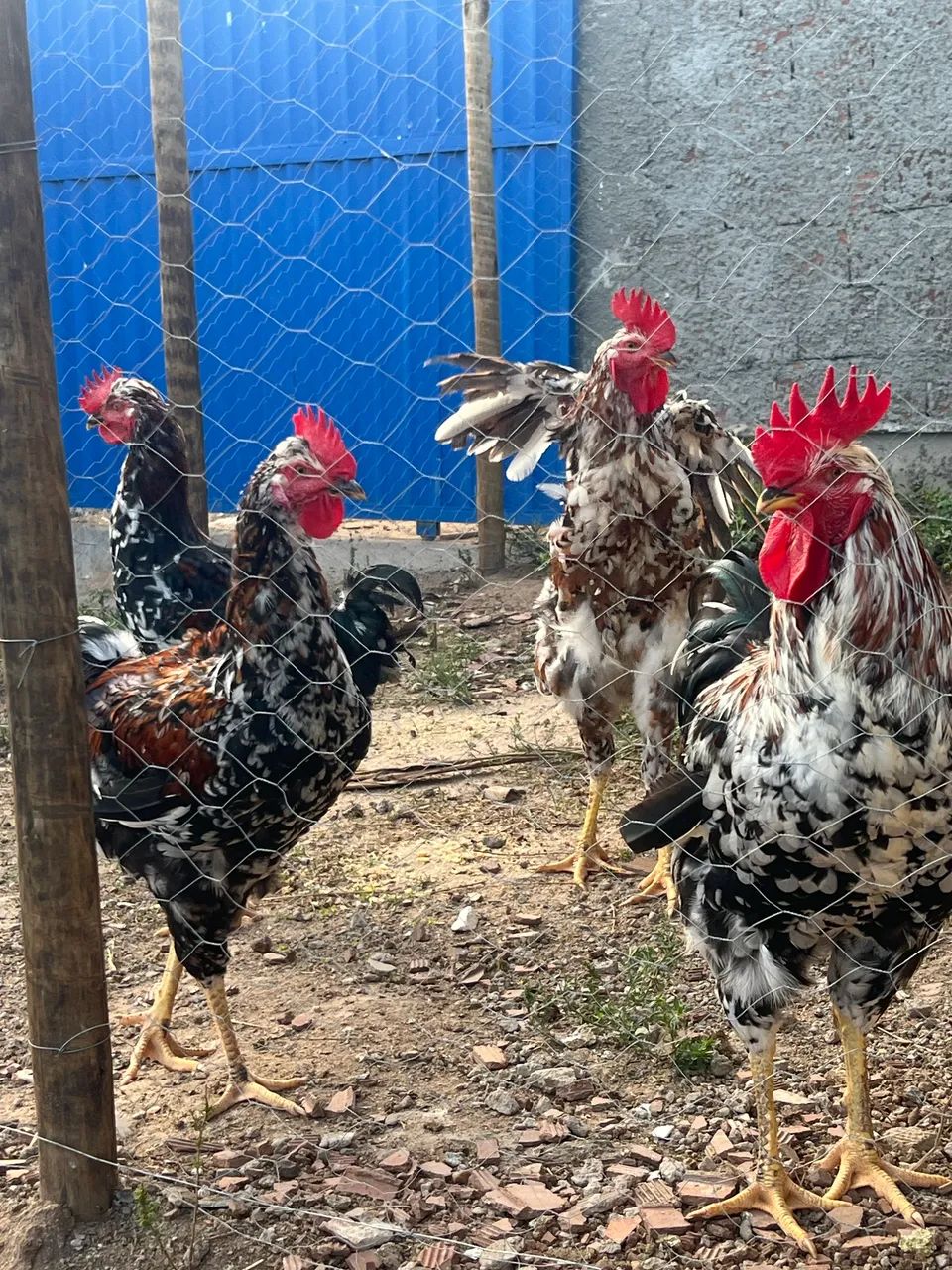 Vendo frangos machos Gsb   - Foto 2