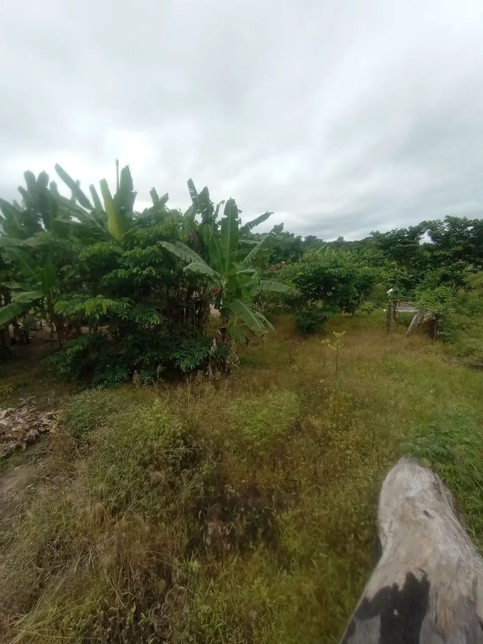 Chácara 1 equitara com prantacoes e casa - Foto 4