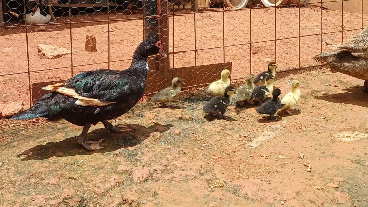 Vendo patos  - Foto 3