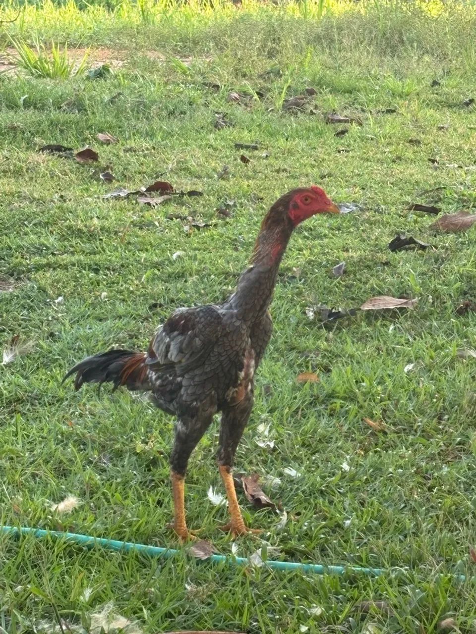 Galo e frangos - Foto 2