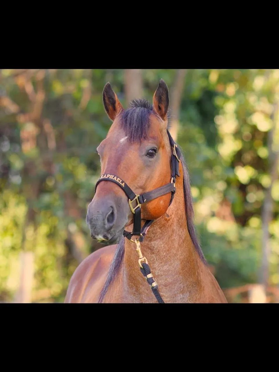 Cavalo Garanhão registrado (cobertura) - Foto 2
