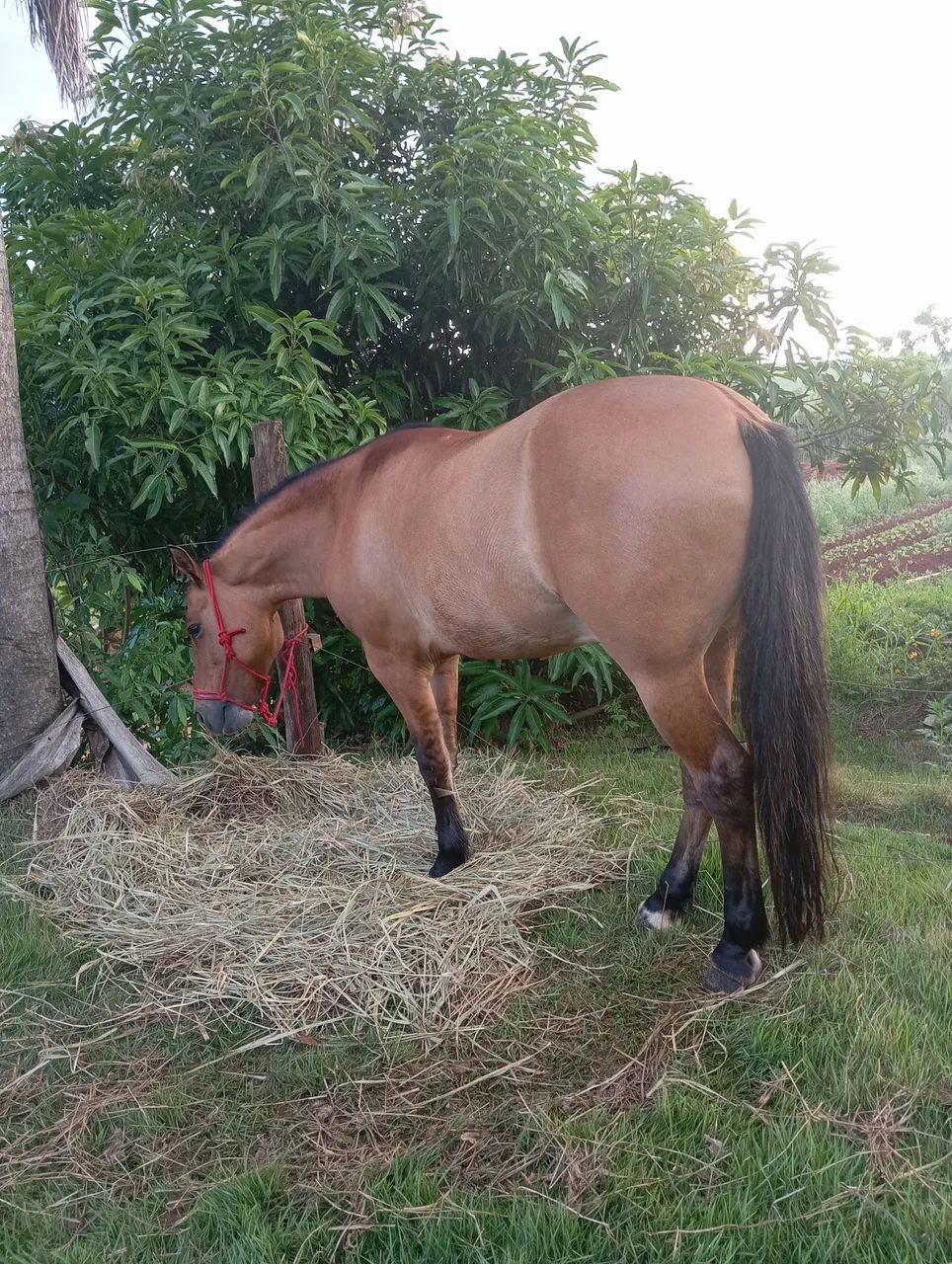 Cavalo crioulo - Foto 2