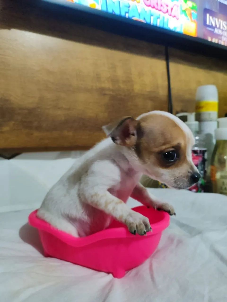 Vendo Pinscher