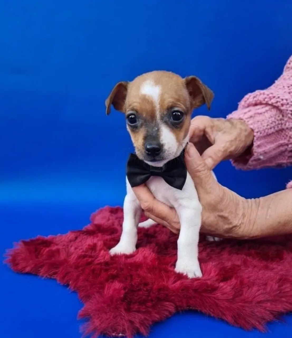 Lindo Pinscher Macho Disponível