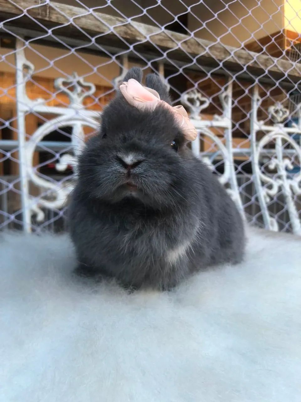 Coelho anão da raça netherland dwarf fêmea azul de viena  - o coelho menor do mundo  - Foto 2