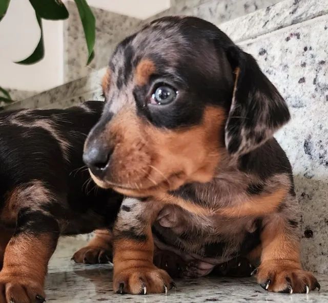 Alegres e Inteligentes! Filhotes de Dachshund Com Pedigree!!