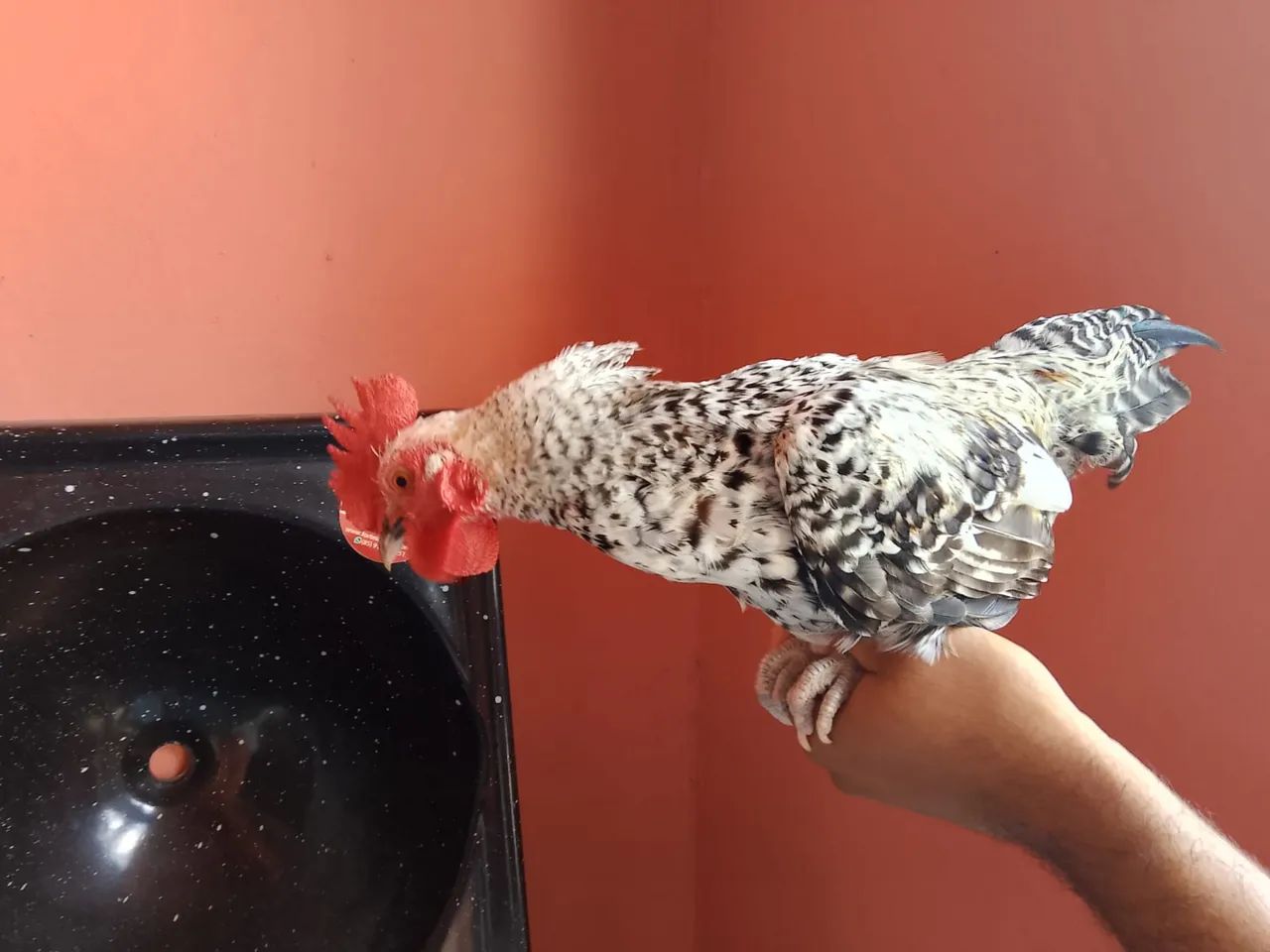 Frango de galinha chinesa  - Foto 4