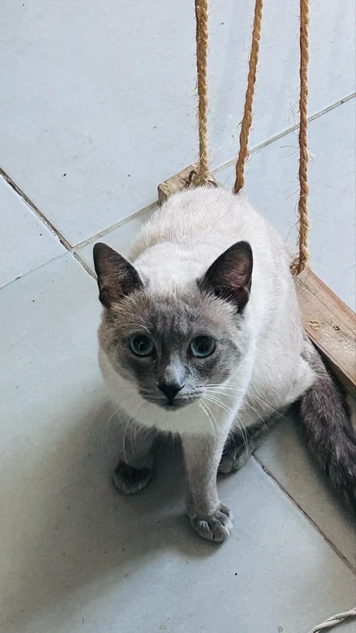Doação gato