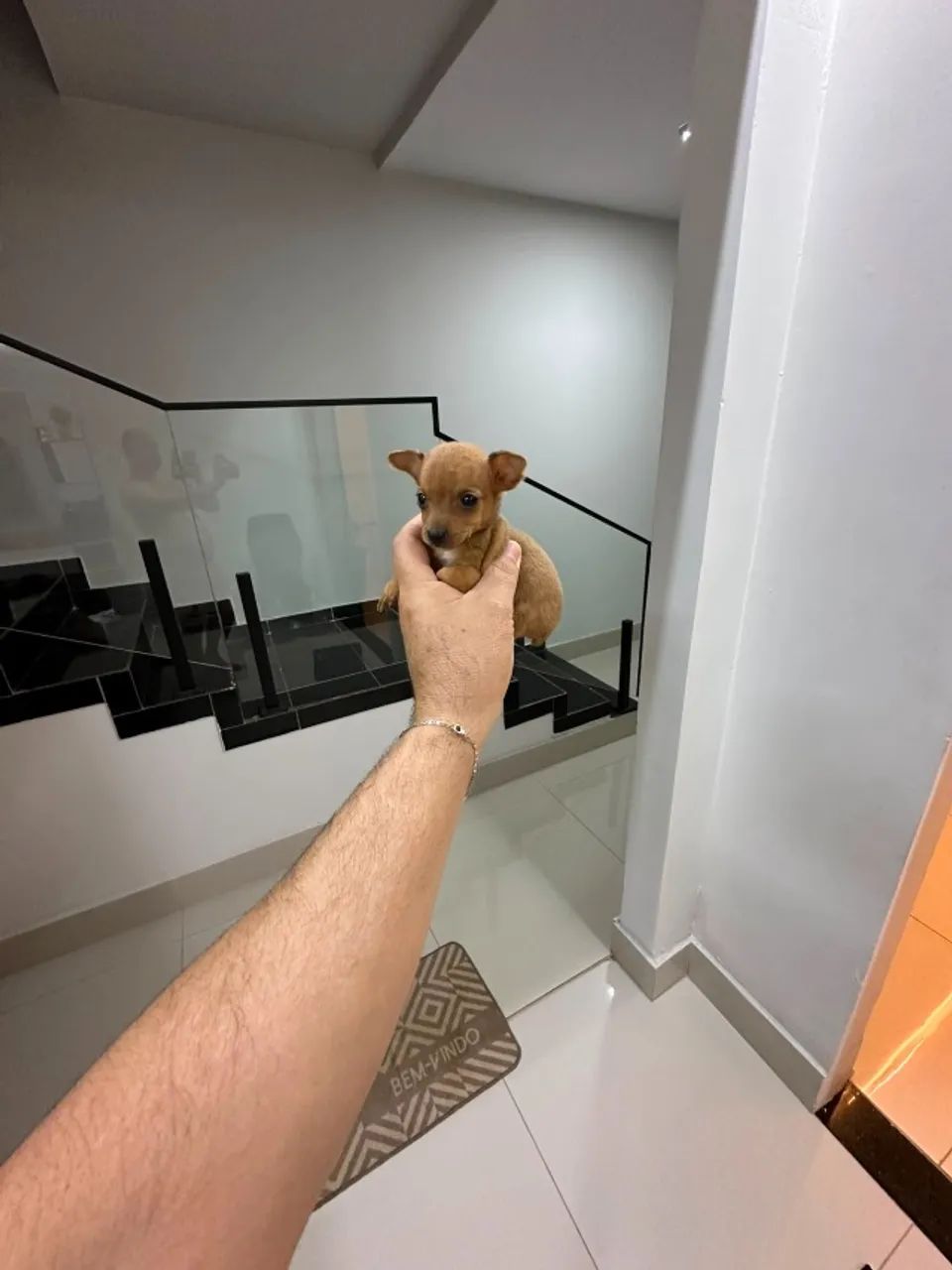 Pinscher macho zero - Foto 3