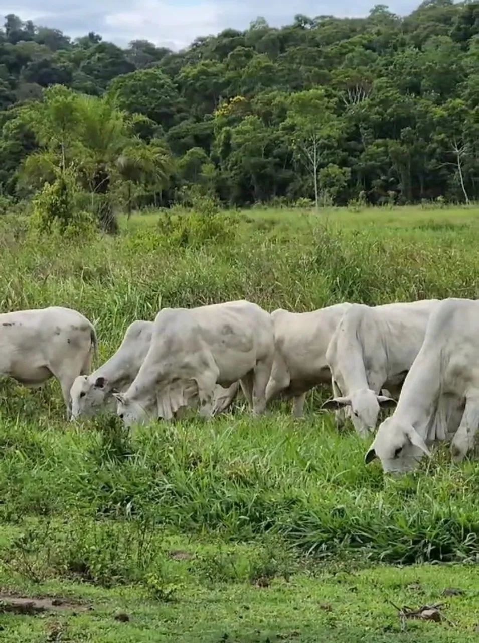 Bezerros de 9 a 12  a 270@