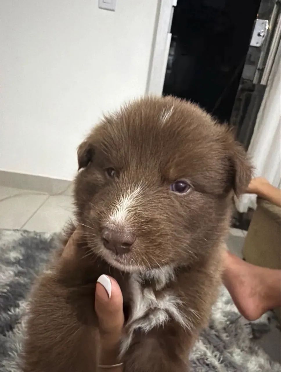 Filhotes de Border Collie
