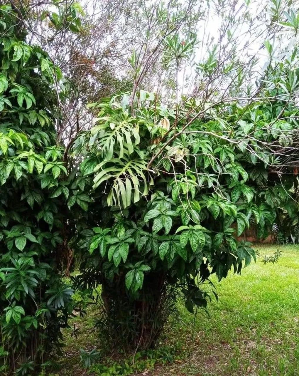 Condomínio chácara Itália casa vendo - Foto 2