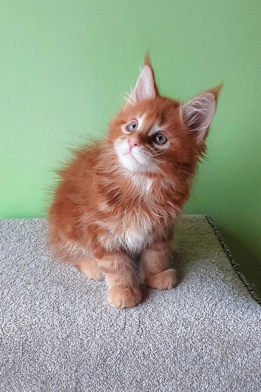 Maine coon 