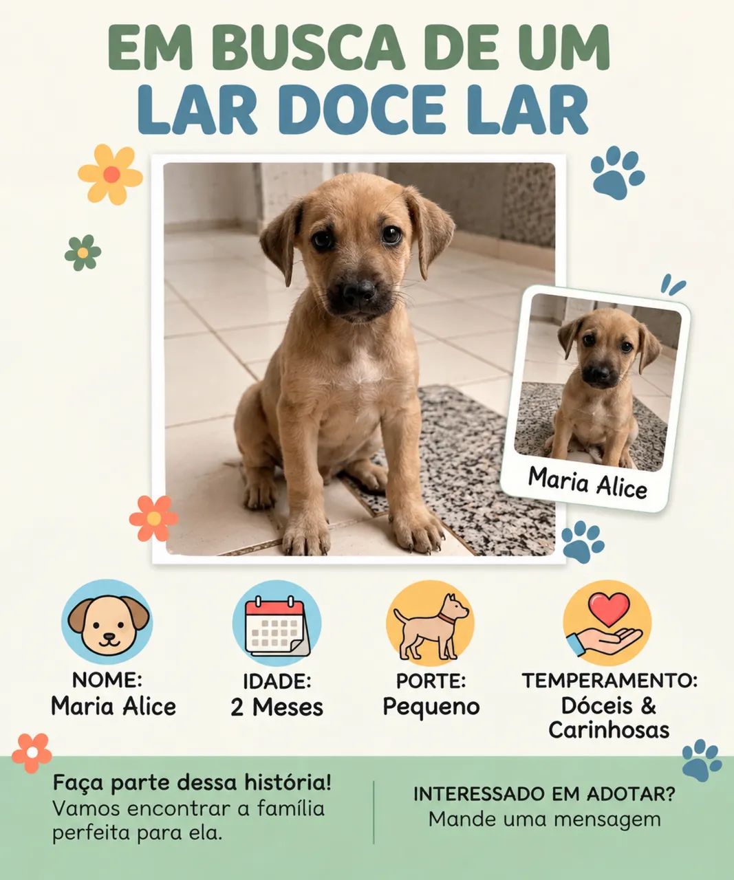 Cachorro para adoção 