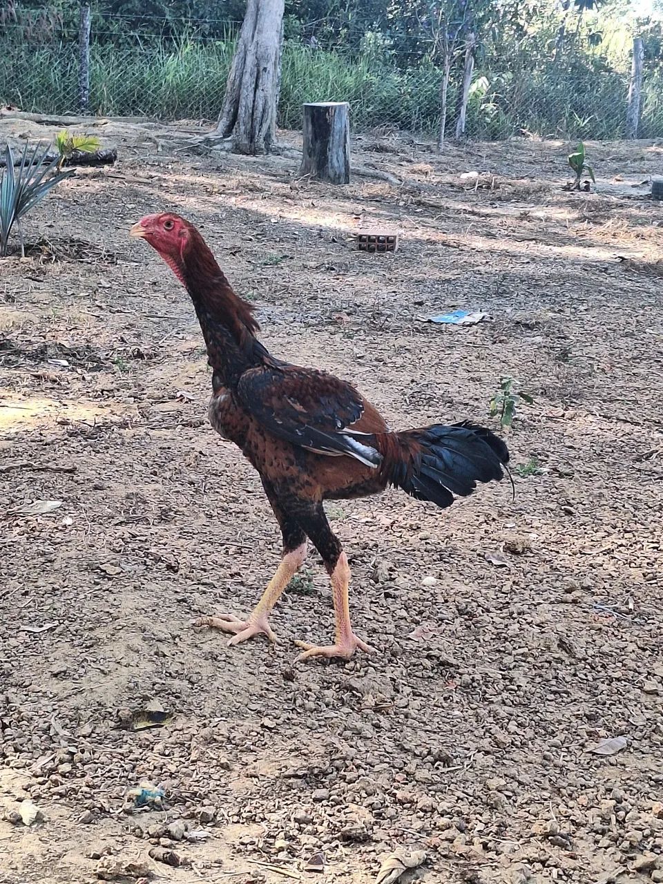 Frango indio gigante 