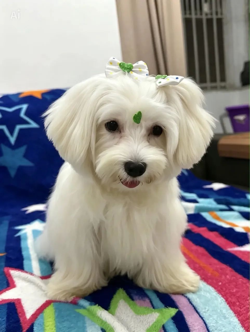 Maltês macho - Foto 2