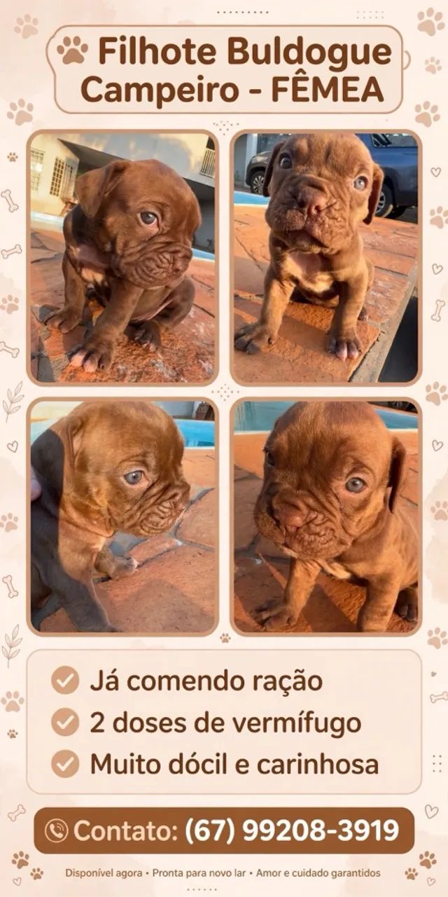 Buldogue campeiro 