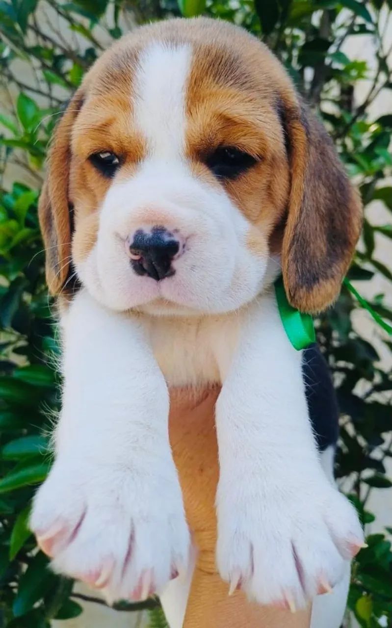 Beagle Filhotinhos Lindos com Exames e Vacina Importada - Foto 2