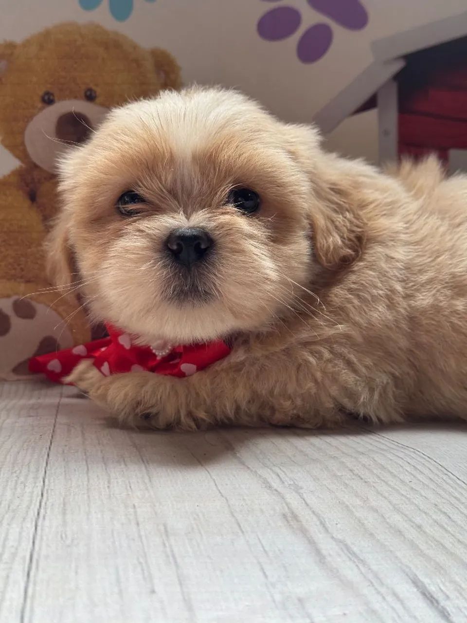 Lhasa apso com garantia  - Foto 2