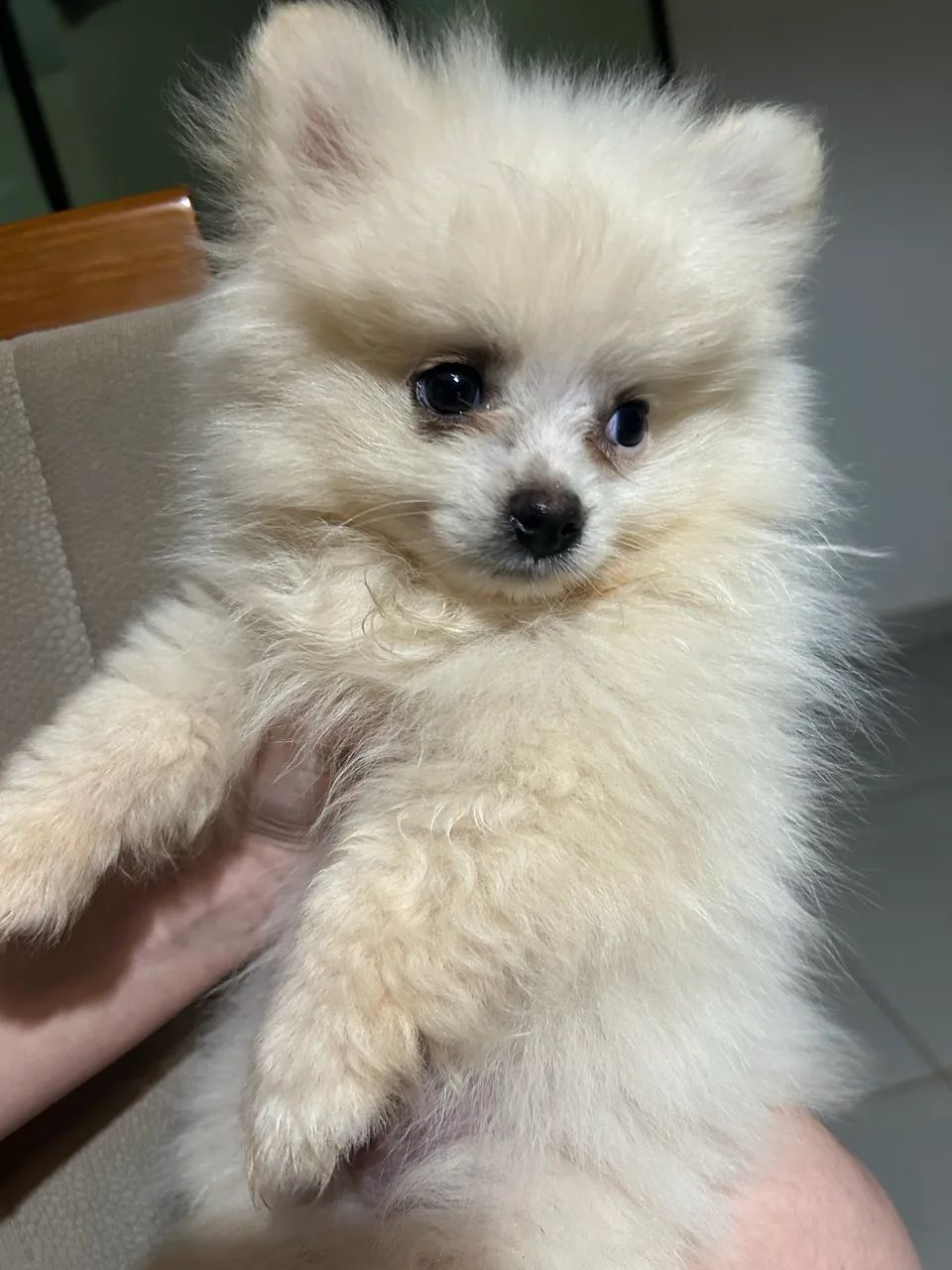 Spitz Alemão, macho de 4 meses de vida - Foto 2