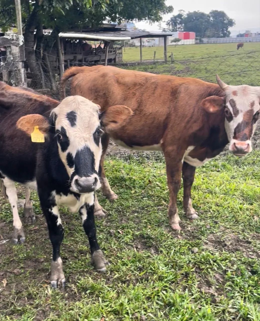 Novilhas vacas  - Foto 2