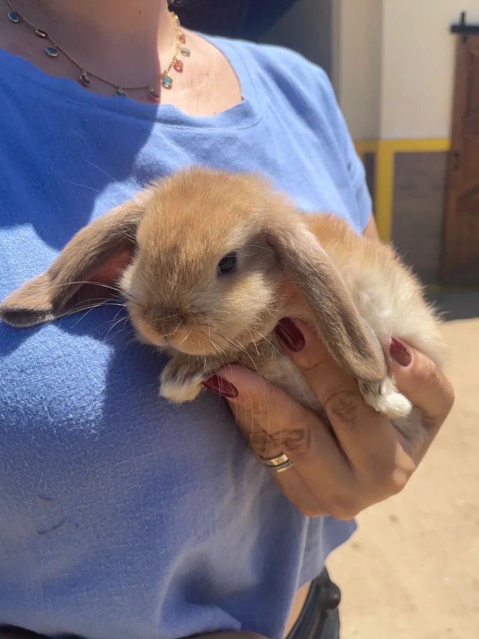 FILHOTE COELHO MINI LOP - Foto 4